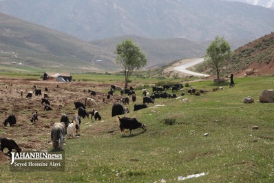 خدمت رسانی به عشایر مناطق محروم شهرستان کوهرنگ